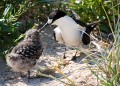 Lord Howe Island_20061208_061